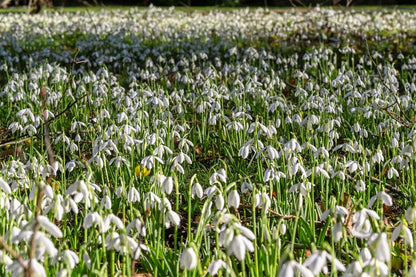 Anglesey Abbey Snow Day Trip - Tuesday 2nd February 2027