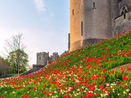 The Arundel Castle Tulip Festival is a premier spring event in West Sussex, UK, featuring over 120,000 to 130,000 tulips across 120+ varieties displayed in the castle's restored gardens. Running from early-to-mid April, the display is designed by head gardener Martin Duncan, showcasing vibrant, staged blooms against the backdrop of the medieval castle.