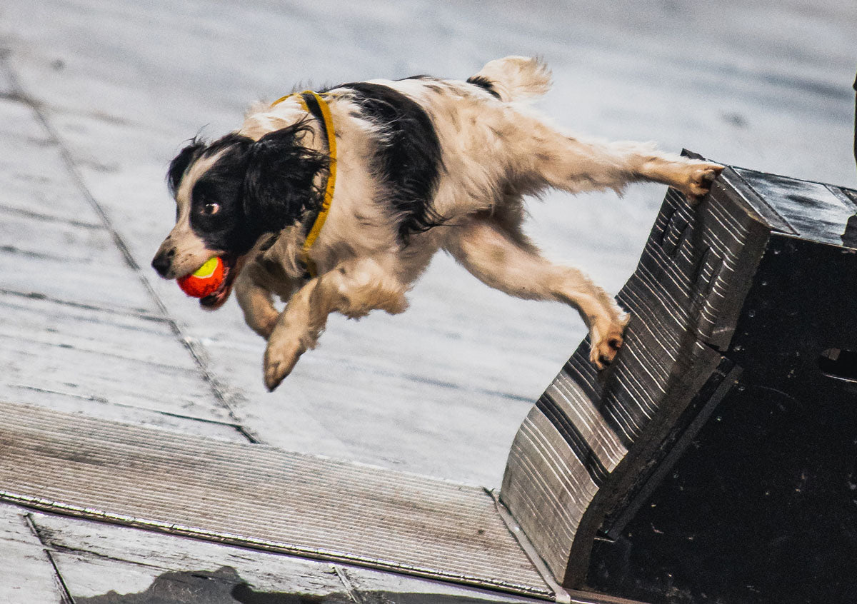 Birmingham International Tattoo Day Trip - Sunday 21st February 2027 fly ball