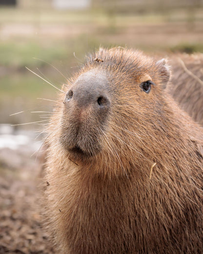 A close-up photograph of a capybara outdoors at Jimmy's Farm, with its face and upper body filling most of the frame against a softly blurred natural background.