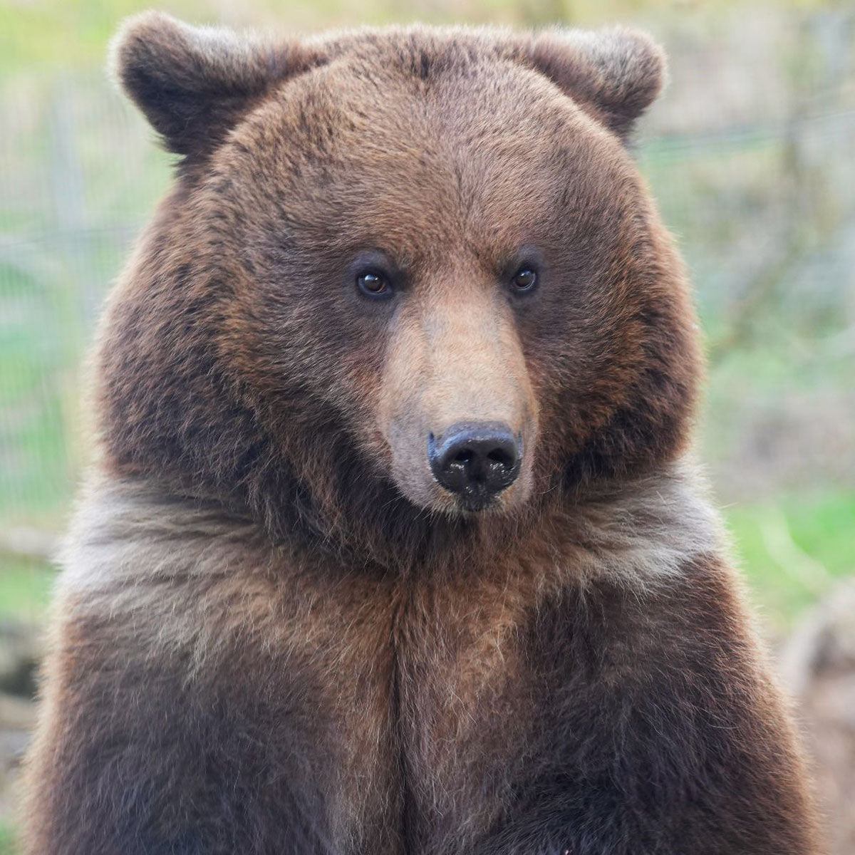 A close-up portrait of a brown grizzly bear with thick fur at Jimmy's Farm, looking directly forward against a softly blurred natural background.