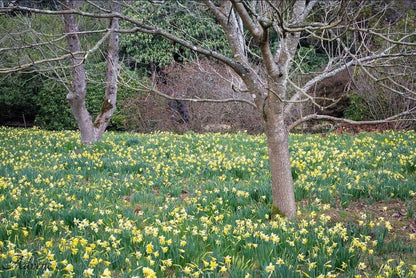 Leonardslee House & Gardens Day Trip - Sunday 11th April 2027