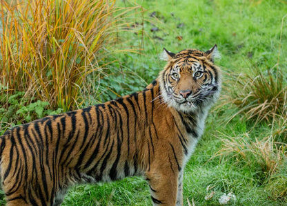 London Zoo Day Trip - Thursday 6th August  2026