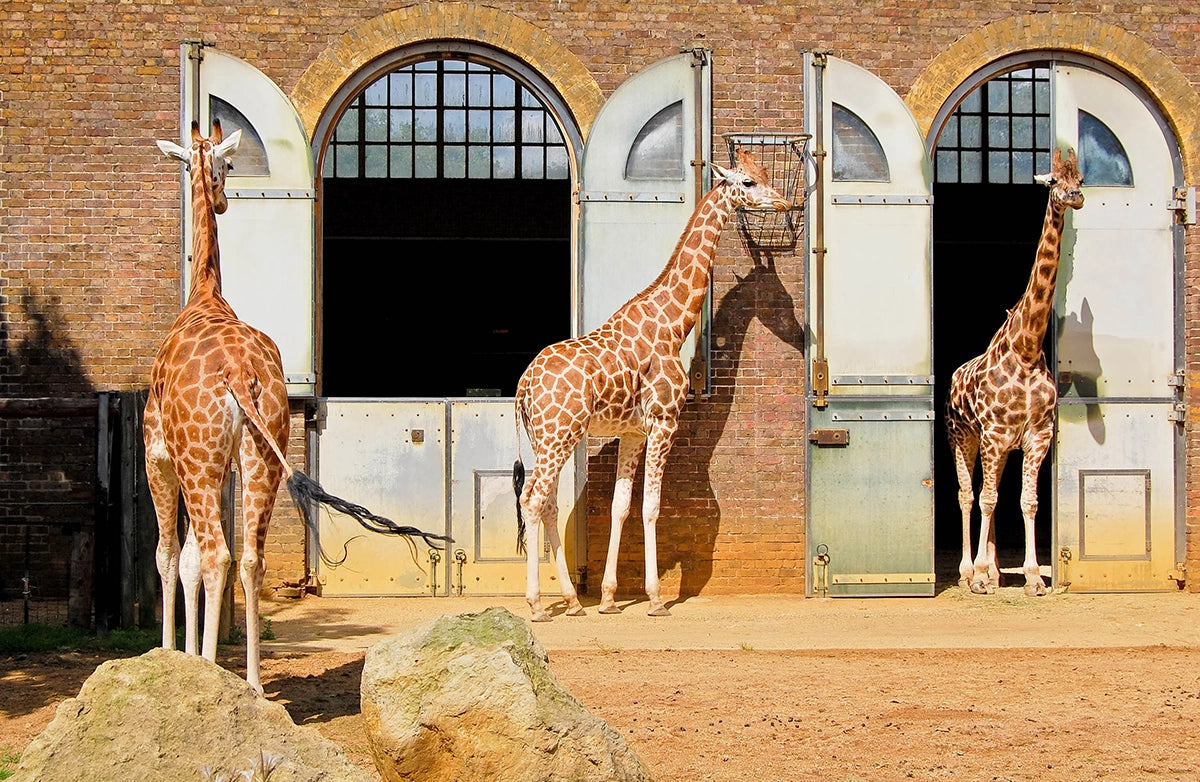 London Zoo Day Trip - Thursday 6th August  2026