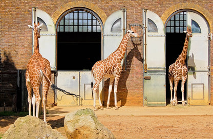 London Zoo Day Trip - Thursday 6th August  2026