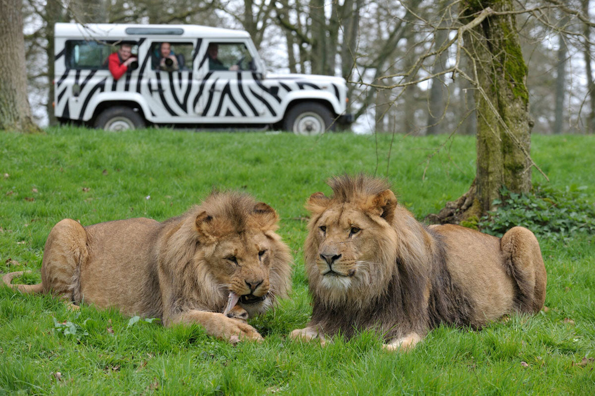 Longleat Safari & Festival of Lights Day Trip - Saturday 21st November 2026