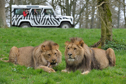 Longleat Safari & Festival of Lights Day Trip - Saturday 21st November 2026