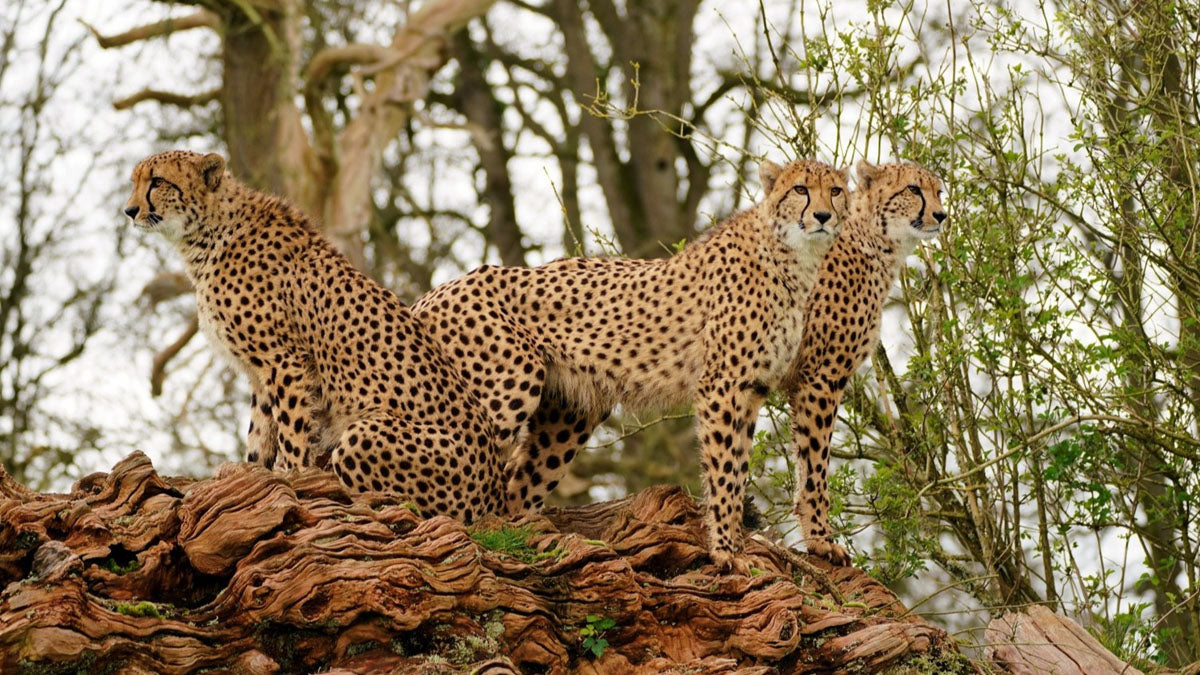Longleat Safari & Festival of Lights Day Trip - Saturday 21st November 2026