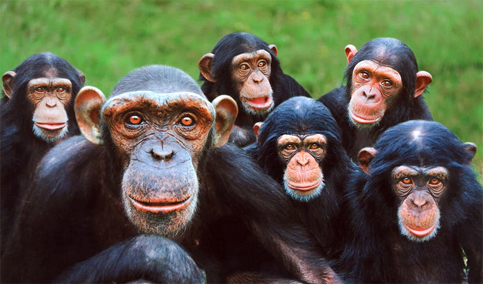 Monkey World Day Trip - Saturday 29th August 2026