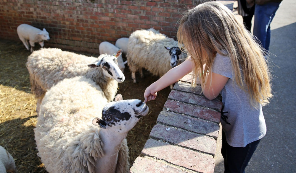 Child interacting with sheep at Old Macdonald's Farm. Old MacDonald's Farm & Fun Park in Brentwood, Essex, is a popular children's farm and amusement attraction designed for families with children under 12. It features a variety of farm animals and exotic animals, including petting, feeding, and educational experiences, alongside family-friendly rides, indoor soft play, and outdoor adventure play.