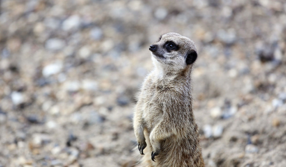 Meerkat standing on guard at Old Mac Donald's Farm. Old MacDonald's Farm & Fun Park in Brentwood, Essex, is a popular children's farm and amusement attraction designed for families with children under 12. It features a variety of farm animals and exotic animals, including petting, feeding, and educational experiences, alongside family-friendly rides, indoor soft play, and outdoor adventure play.