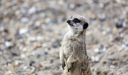 Meerkat standing on guard at Old Mac Donald's Farm. Old MacDonald's Farm & Fun Park in Brentwood, Essex, is a popular children's farm and amusement attraction designed for families with children under 12. It features a variety of farm animals and exotic animals, including petting, feeding, and educational experiences, alongside family-friendly rides, indoor soft play, and outdoor adventure play.