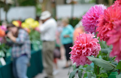 Pink flowers in the foreground with a blurred background of people and colourful flowers at RHS Badminton. The RHS Badminton Flower Show is a new, major horticultural event debuting from July 8–12, 2026, on the historic Badminton Estate in Gloucestershire. It will feature RHS Artisan Gardens, over 80 specialist nurseries, live demos, and an "Allotment Borders" theme, celebrating the estate's rich gardening heritage.