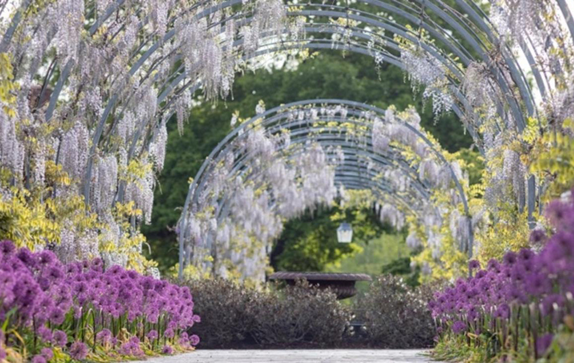 Floral archway with wisteria and other flowers at RHS Wisley. RHS Garden Wisley in Surrey is the historic 240-acre flagship garden of the Royal Horticultural Society and one of the UK’s most visited, renowned for its diverse plant collections, experimental research, and scenic landscapes. It features iconic attractions like the massive Glasshouse, the Oudolf-designed landscape, and RHS Hilltop, a scientific research centre.