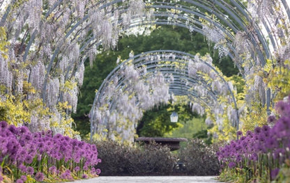 Floral archway with wisteria and other flowers at RHS Wisley. RHS Garden Wisley in Surrey is the historic 240-acre flagship garden of the Royal Horticultural Society and one of the UK’s most visited, renowned for its diverse plant collections, experimental research, and scenic landscapes. It features iconic attractions like the massive Glasshouse, the Oudolf-designed landscape, and RHS Hilltop, a scientific research centre.