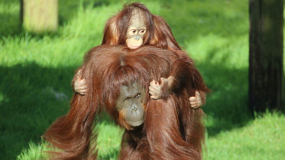 RO RO Orangutan with baby Hujan on its back in a natural setting. Monkey World - Ape Rescue Centre is a 65-acre sanctuary in Dorset, England, dedicated to rescuing, rehabilitating, and providing a permanent home for abused or neglected primates from around the world. Founded in 1987, it houses over 250 primates—including chimpanzees, orangutans, and gibbons—in naturalistic social groups, serving as a top educational and conservation-focused visitor attraction.