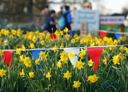 Thriplow Daffodils & Country Fair Day Trip - Saturday 13th March 2027