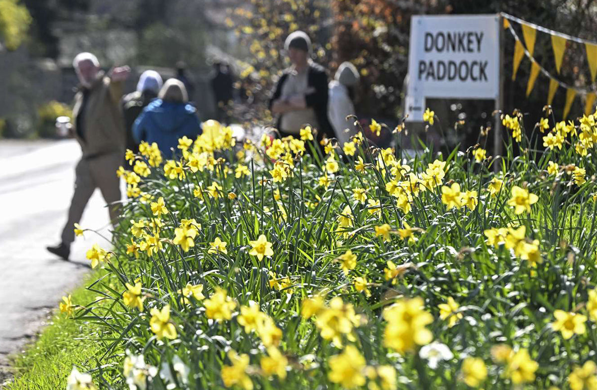 Thriplow Daffodils & Country Fair Day Trip - Saturday 13th March 2027