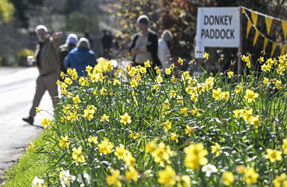 Thriplow Daffodils & Country Fair Day Trip - Saturday 13th March 2027