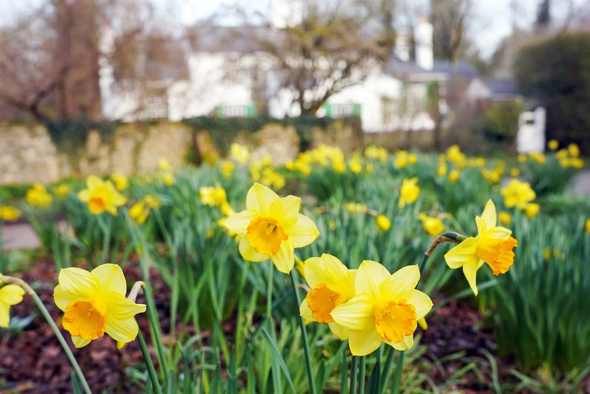 Thriplow Daffodils & Country Fair Day Trip - Saturday 13th March 2027