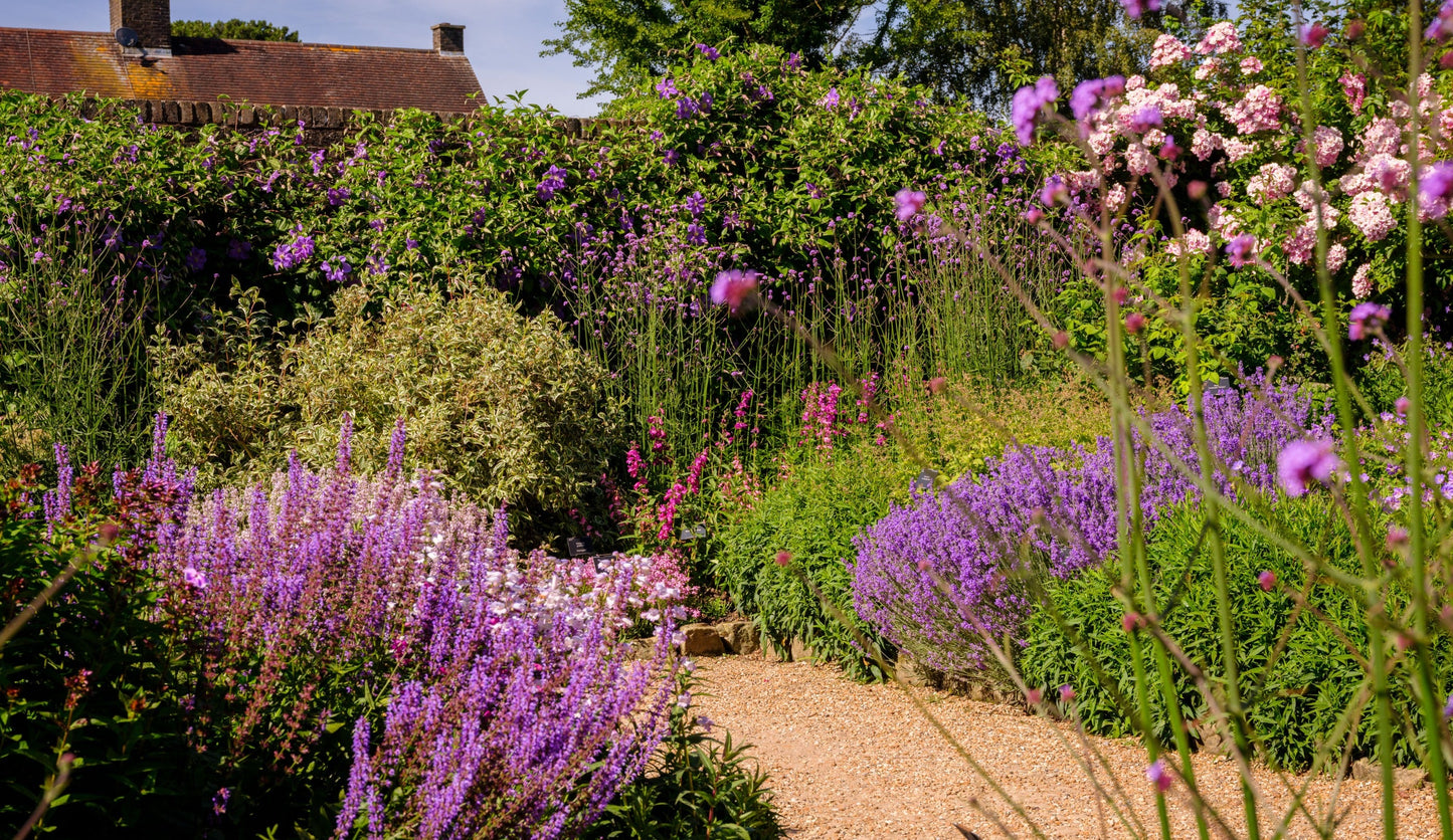 Wakehurst walled garden with purple ad pink flowers. Wakehurst is a 535-acre wild botanic garden in Ardingly, West Sussex, managed by Kew Gardens and owned by the National Trust. Known as "Kew in the country," it features diverse temperate woodlands, ornamental gardens, a nature reserve, and is home to the international