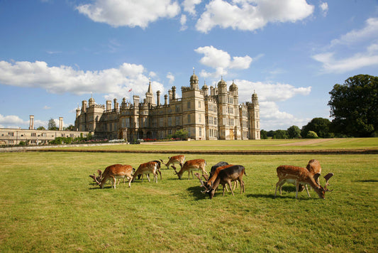 Deer grazing on grass in front of Burghley House with a blue sky. Burghley House is a magnificent 16th-century Elizabethan "prodigy house" near Stamford, Lincolnshire, built by Sir William Cecil, Queen Elizabeth I’s Lord High Treasurer. It is known for its grand, symmetrical Elizabethan design, extensive Renaissance art collection, and stunning interiors with painted ceilings. Surrounded by a Capability Brown-landscaped park, it is a leading English stately home.