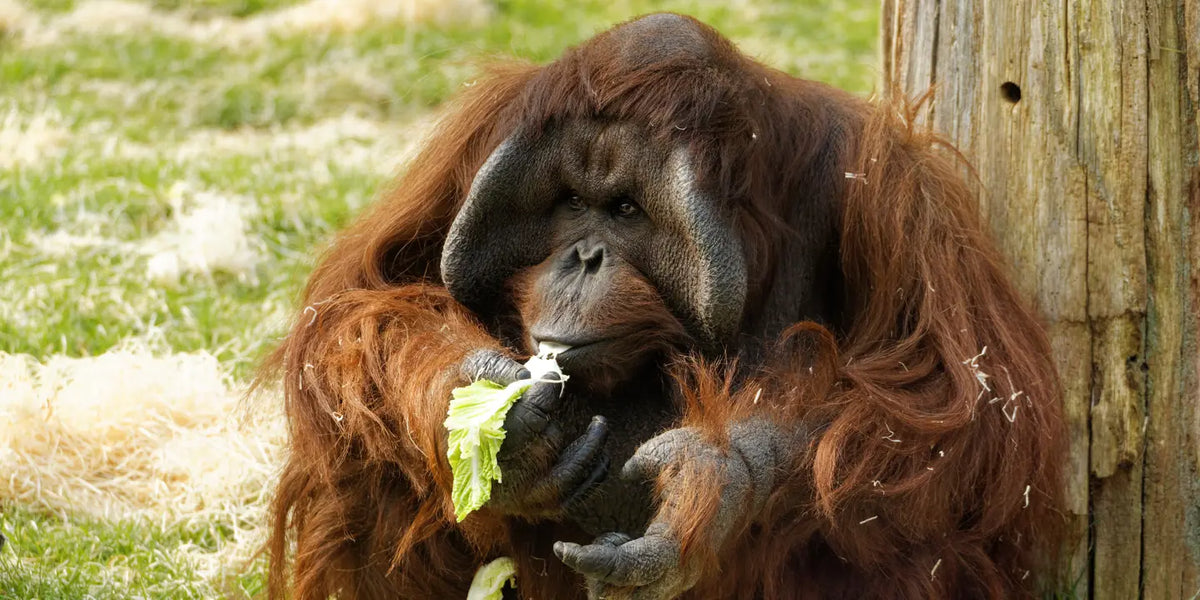 Twycross Zoo Day Trip - Tuesday 1st June 2027