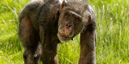 Twycross Zoo Day Trip - Tuesday 1st June 2027