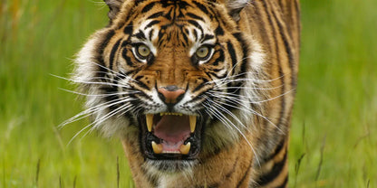 Twycross Zoo Day Trip - Tuesday 1st June 2027
